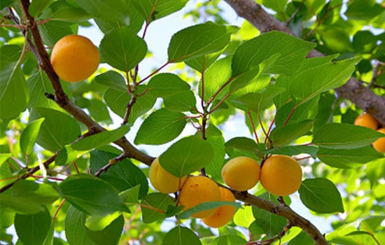 立夏吃個杏，到老沒有病