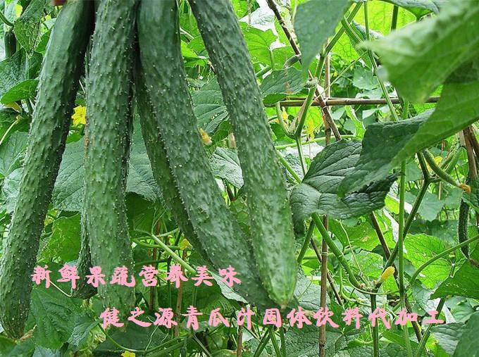 青瓜的六大營(yíng)養(yǎng)價(jià)值，你知道嗎？